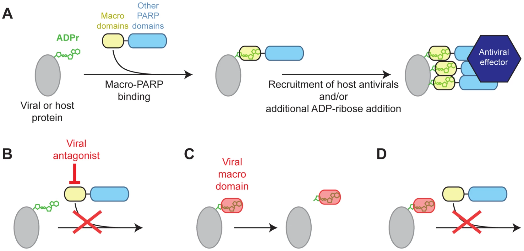 Model for genetic conflict involving PARP macrodomains.