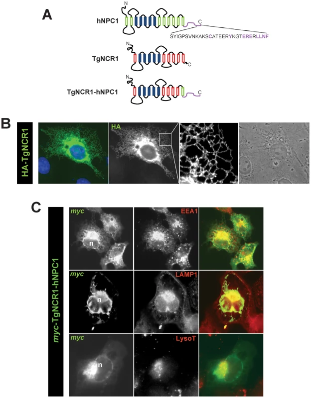 Localization of TgNCR1 in mammalian cells after transfection.