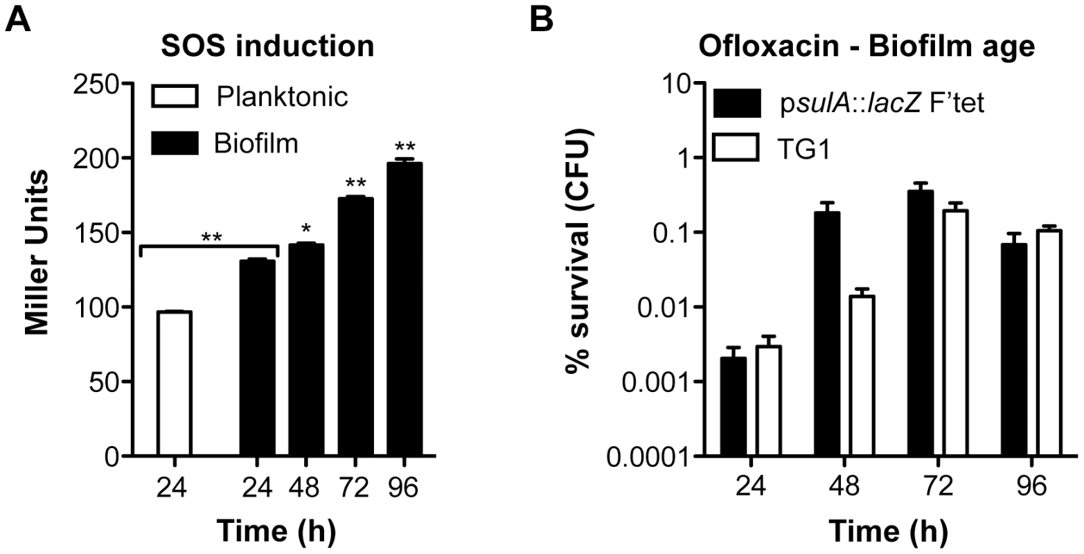 Induction of the SOS response and ofloxacin tolerance in aging biofilms.