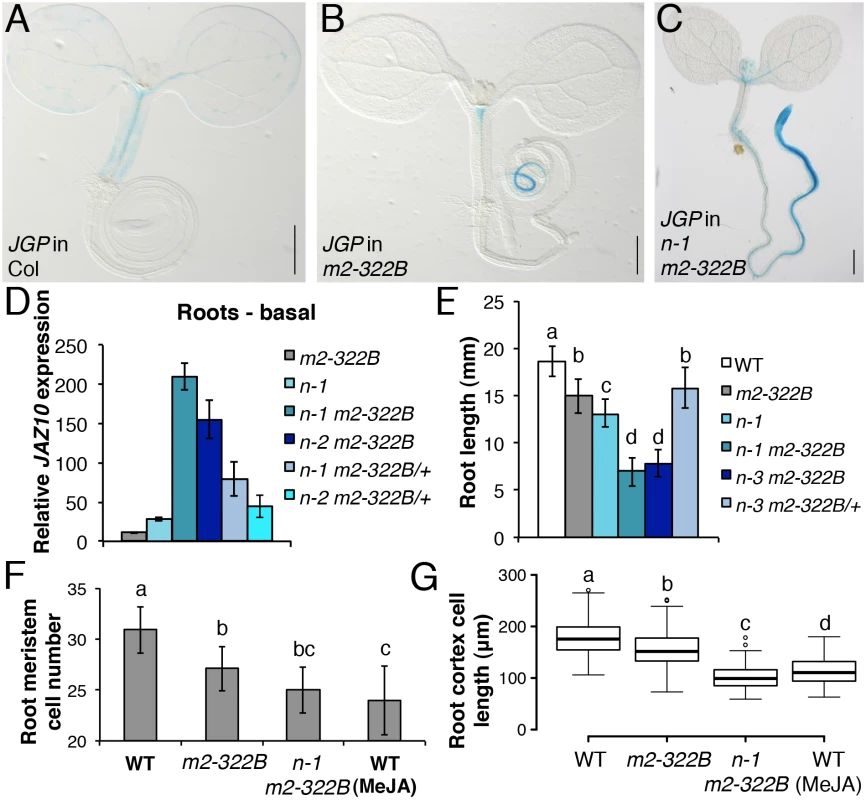 <i>myc2-322B</i> exhibits enhanced root JA responses in a NINJA-dependent manner.