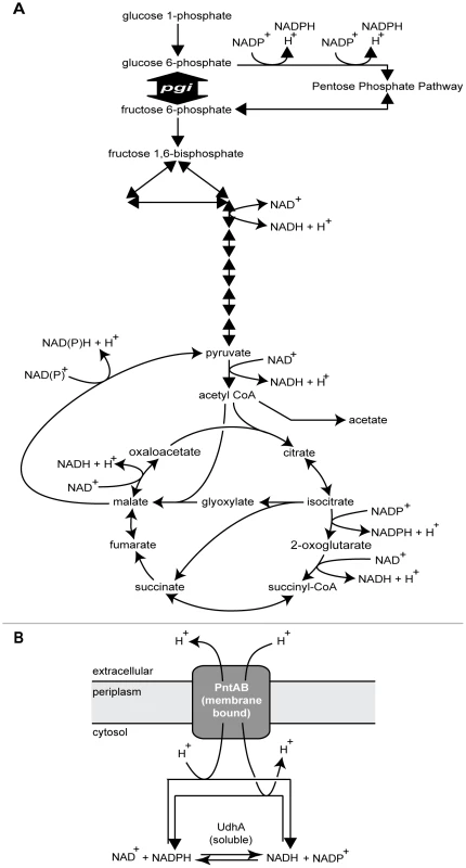 Role of <i>pgi</i>, <i>udhA</i>, and <i>pntAB</i> in cellular metabolism.