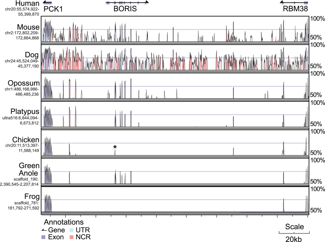 Human genomic sequence encompassing <i>PCK1-BORIS-RBM38</i> (top) compared to the orthologous regions in other amniotes.
