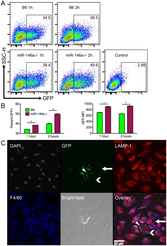 B6 miR-146a<sup>−/−</sup> peritoneal macrophages exhibit increased phagocytic activity.