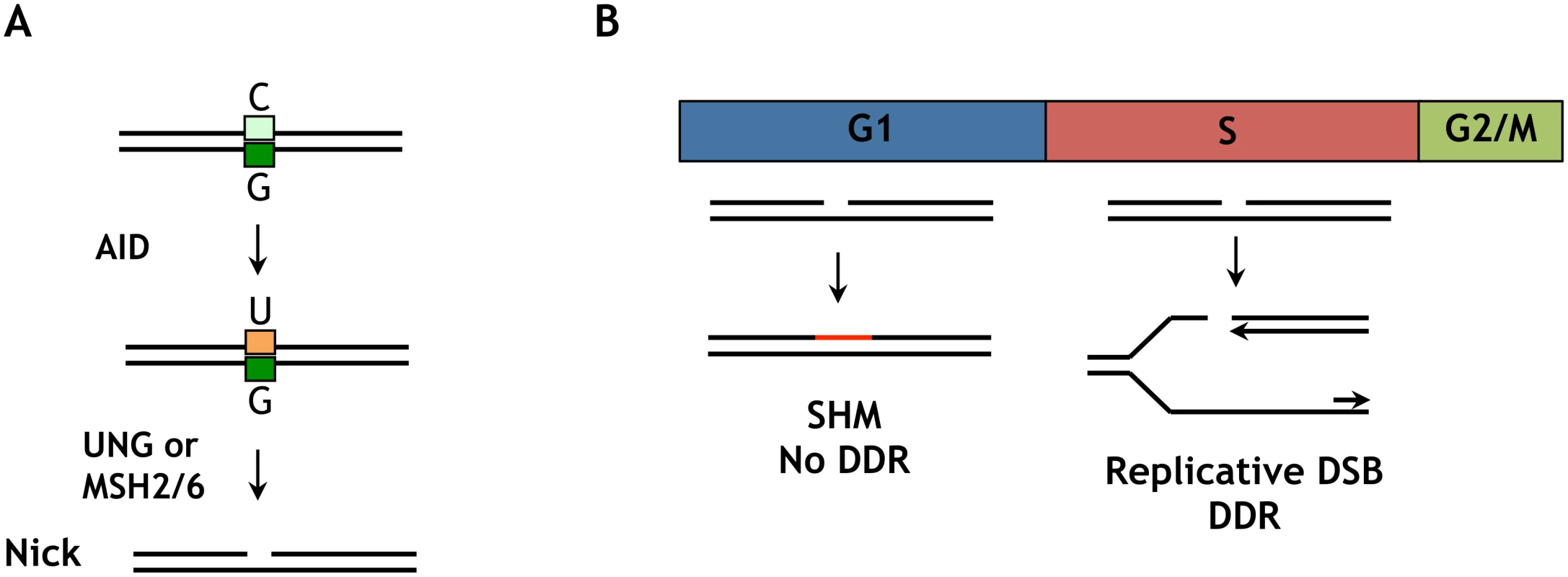 Distinct outcomes of an AID-initiated DNA nick in G1 and S/G2M phases.