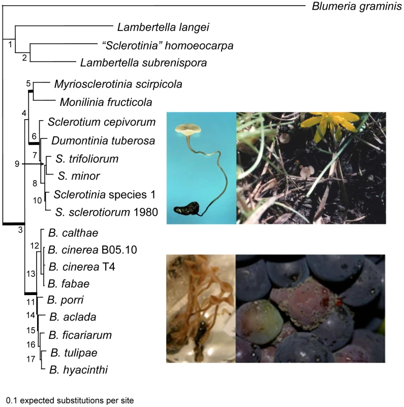 Phylogeny of the Sclerotiniaceae (Ascomycota, Leotiomycetes, Helotiales), the sister group Rutstroemiaceae (represented by <i>Lambertella</i> species and “<i>Sclerotinia</i>” <i>homoeocarpa</i>), and the outgroup, <i>Blumeria graminis</i> (Leotiomycetes, Erysiphales).