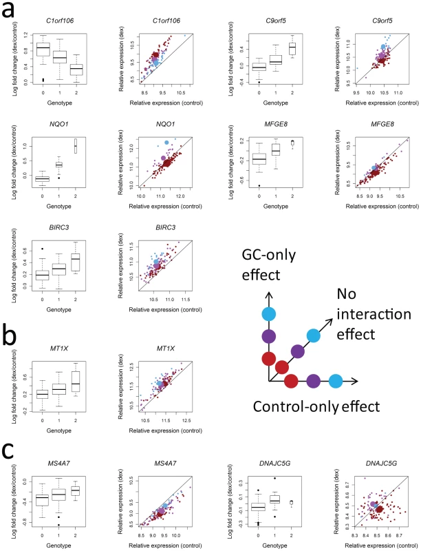 Patterns of interaction between genotype and GC treatment that underlie associations with log fold change for each of the 8 genes where log fold change is significantly associated with genotype at a SNP within 100 kb.