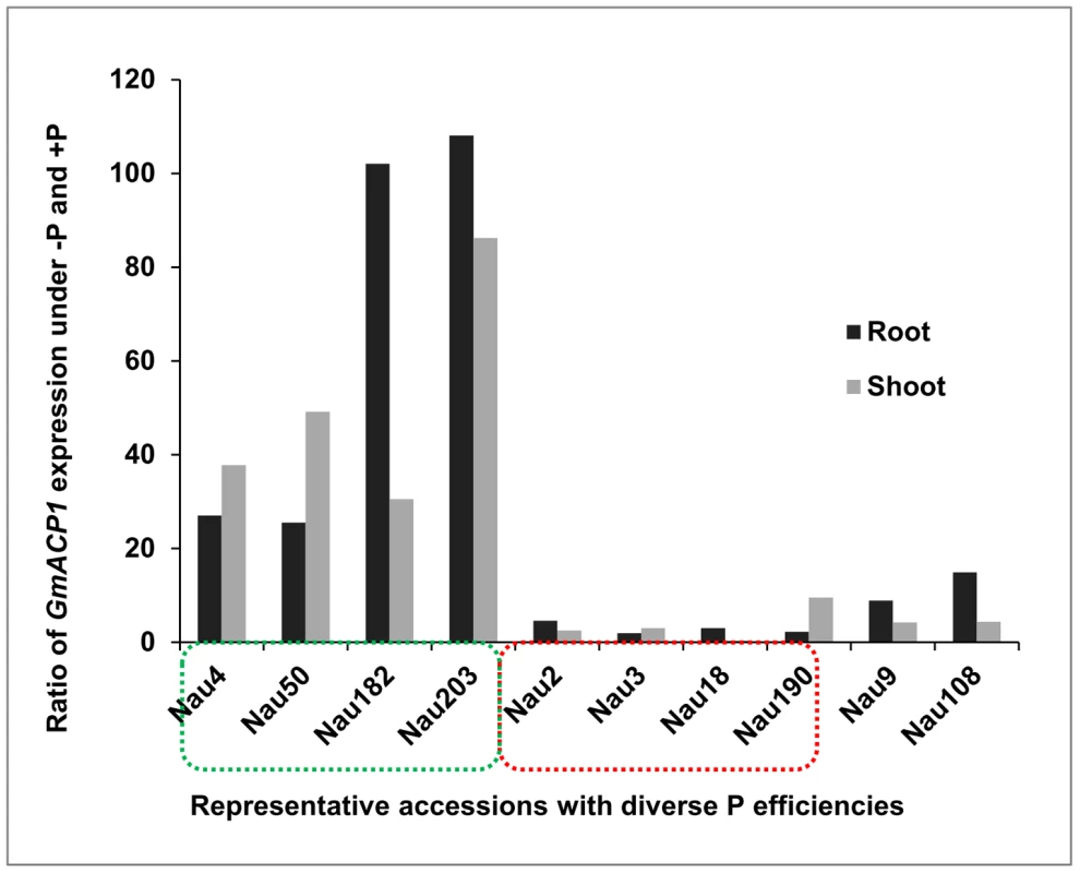 Quantitative real-time PCR of <i>GmACP1</i> in ten representative accessions with diverse phosphorus (P) efficiencies.
