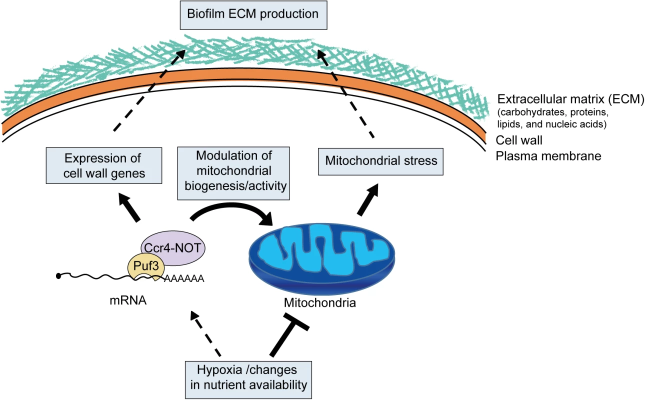 Model for the role of posttranscriptional gene regulation and mitochondrial activity in biofilm matrix production and stress protection.