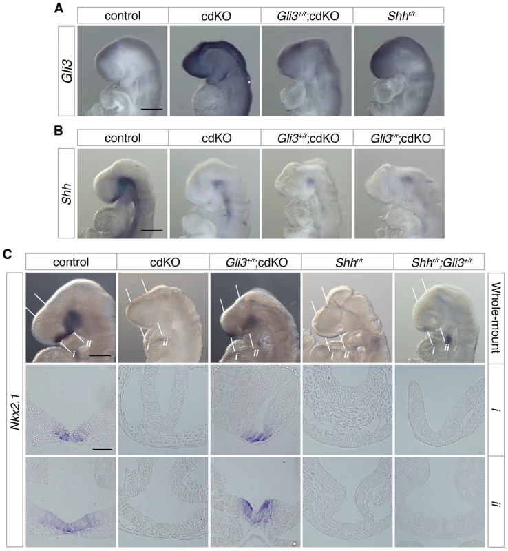Rescue of Shh signaling by a reduction in Gli3 levels.