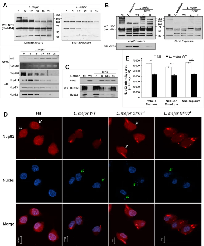 <i>Leishmania</i> degrades the NPC of macrophages in a GP63-dependent manner.