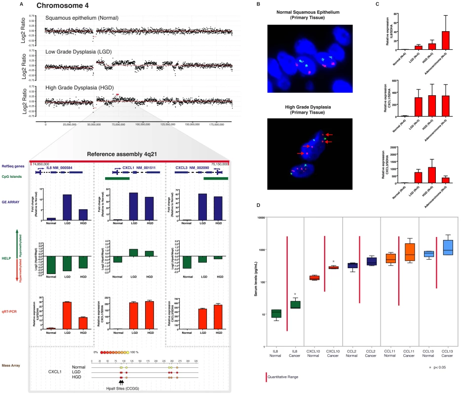 Aberrant expression of a 4q21 chemokine cluster by gene amplification and promoter hypomethylation during esophageal carcinogenesis.