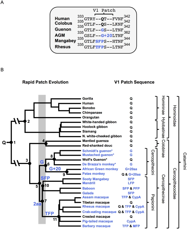 Phylogeny and TRIM5α V1-patch sequences of Old World primates.
