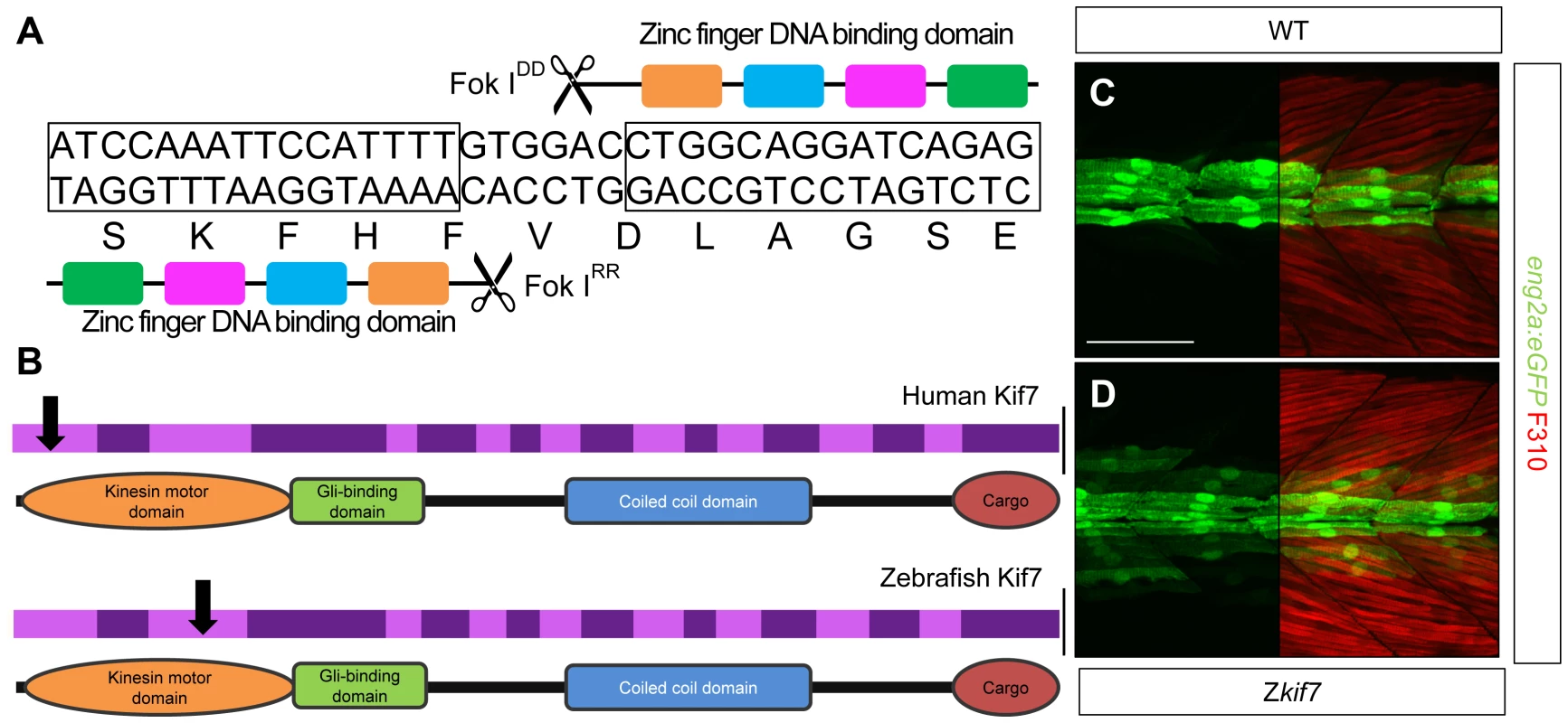 Targeted mutation of the zebrafish <i>kif7</i> gene.