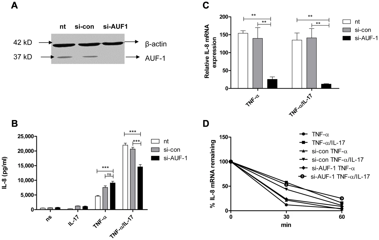 AUF-1 enhances IL-8 expression by halting IL-8 mRNA degradation.