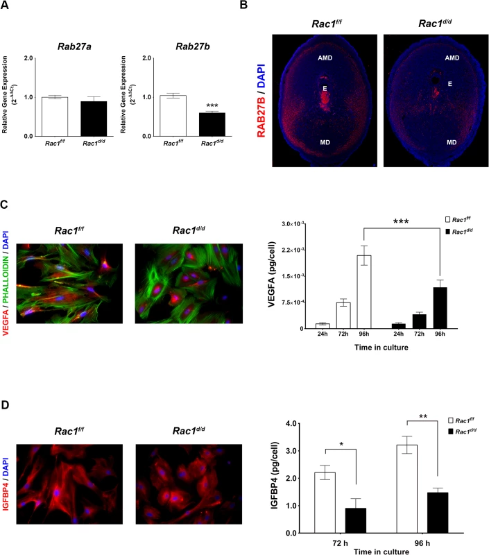 Rac1 regulates vesicular exocytosis in decidual cells by controlling Rab27b.