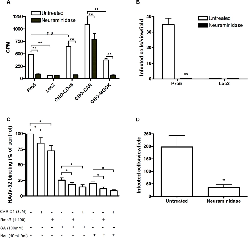 HAdV-52 uses sialic acid and CAR for binding to and infection of cells.