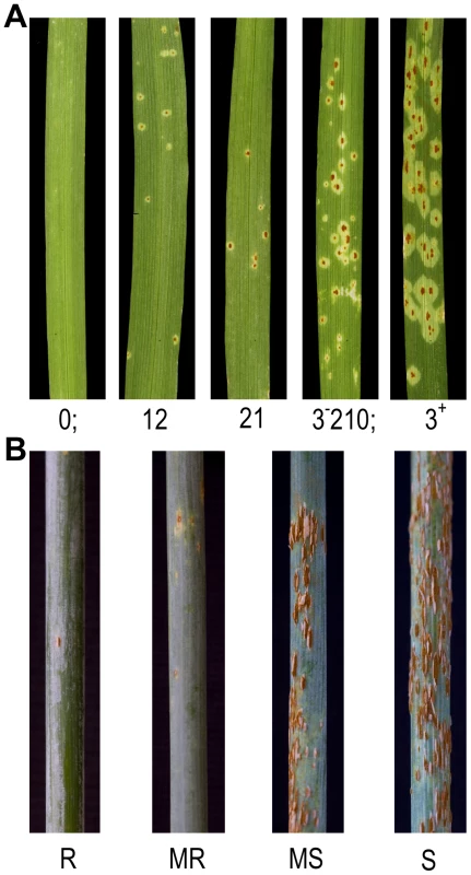 Phenotypic diversity in the barley QSM doubled haploid mapping population on first leaf in response to <i>Puccinia graminis</i> f. sp. <i>tritici</i> race TTKSK (<i>Pgt</i> race TTKSK).