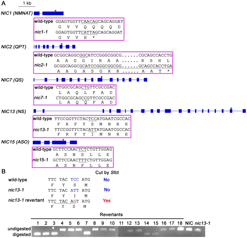 <i>Chlamydomonas nic</i> mutants carry various point mutations in <i>NIC</i> genes.