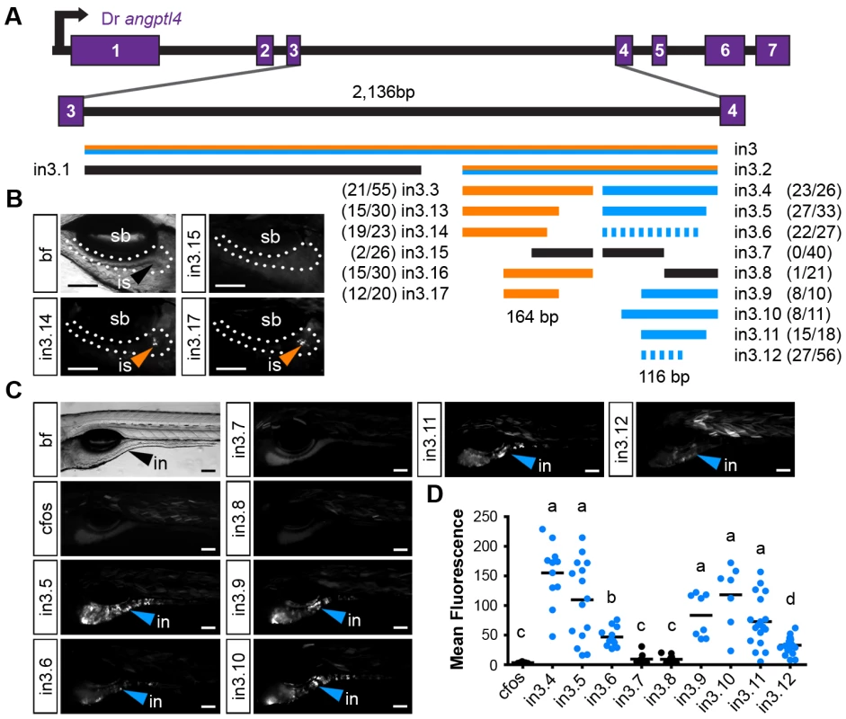 Truncation mapping of the islet and intestinal regulatory module.