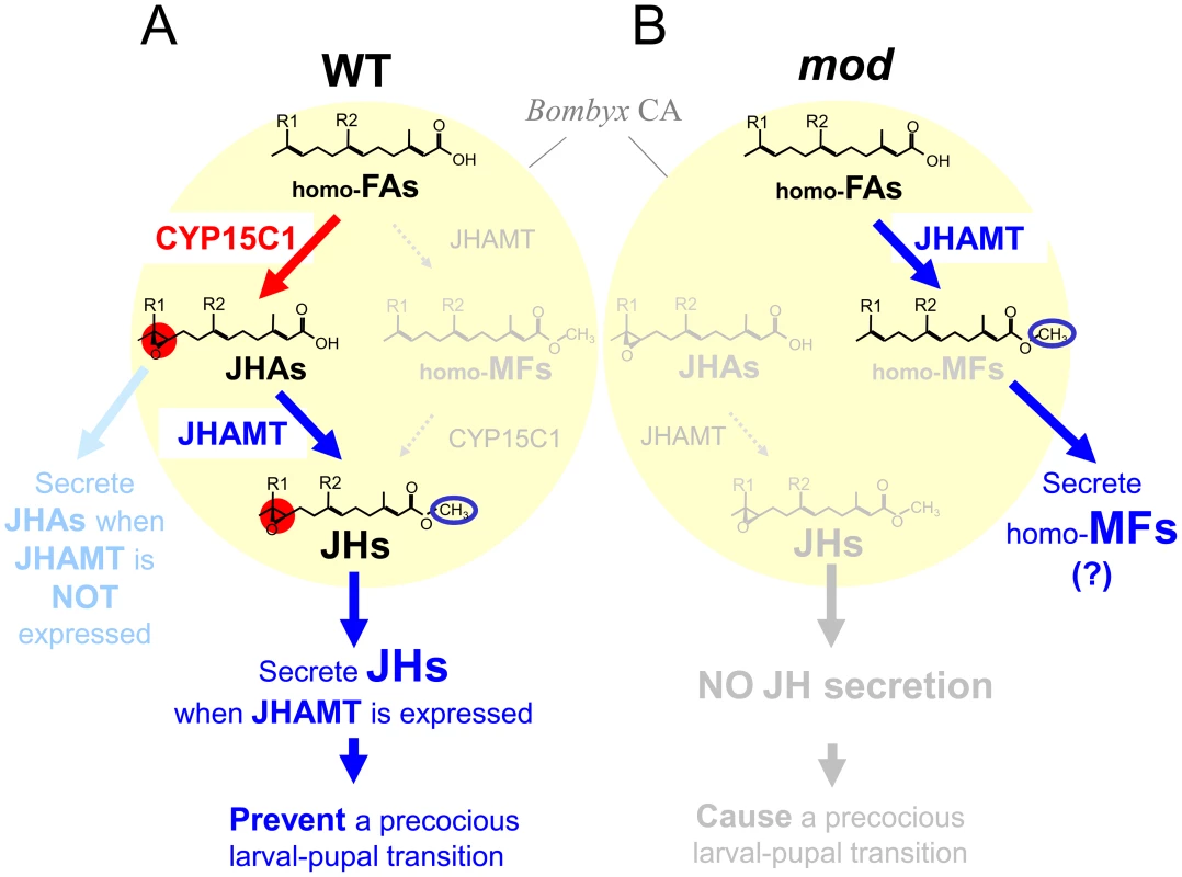 A model for JH biosynthetic pathway in the CA of wt and <i>mod</i> silkworms.