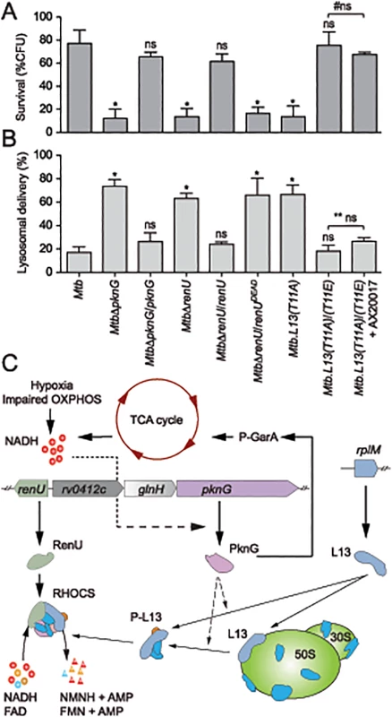 Intracellular trafficking and survival of <i>M</i>. <i>tuberculosis</i> RHOCS mutants.