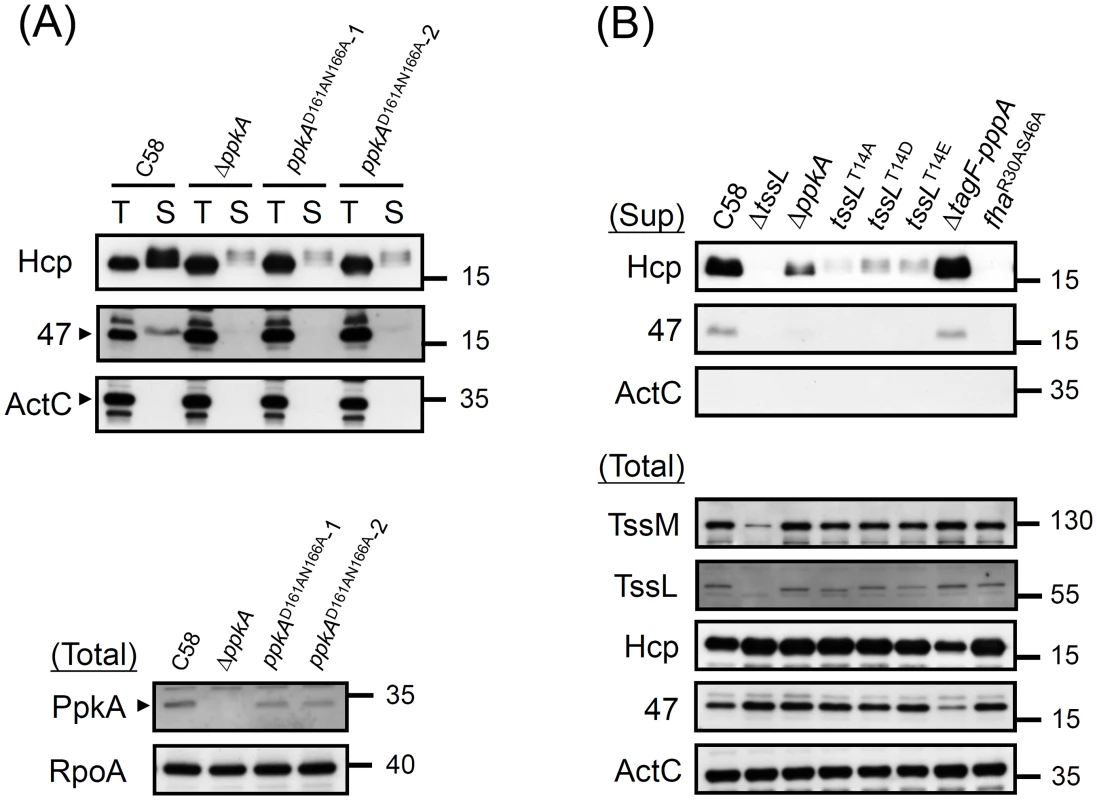 Hcp and Atu4347 secretion assays of various PpkA and TssL phosphorylation site mutations.