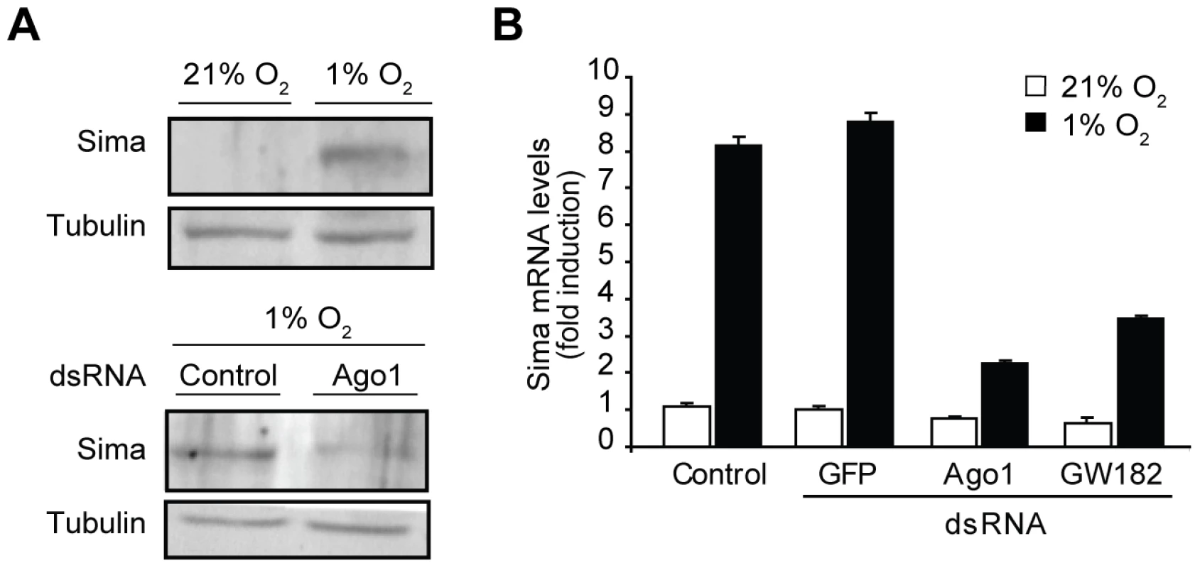Hypoxic accumulation of Sima protein and mRNA is prevented in cells treated with <i>ago1</i> dsRNA.