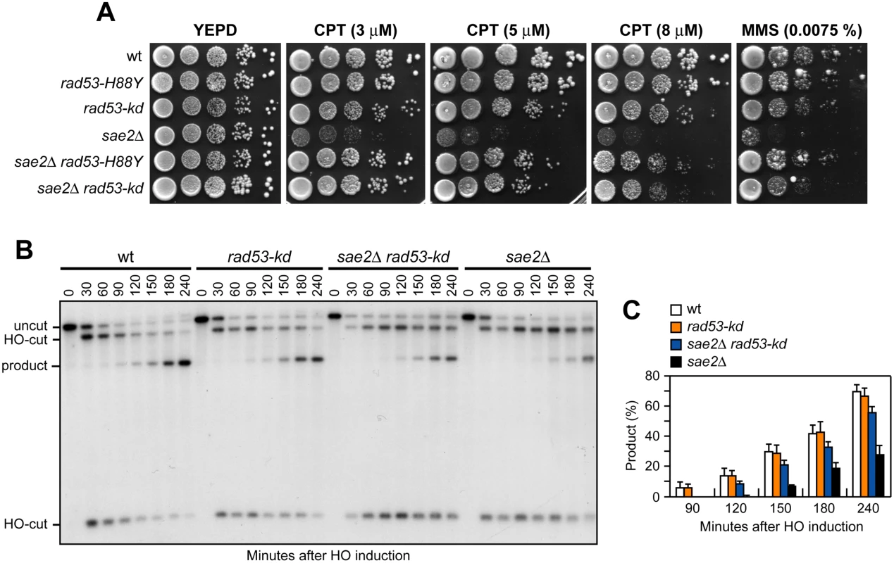 The Rad53-kd variant restores DNA damage resistance and SSA in <i>sae2</i>Δ cells.