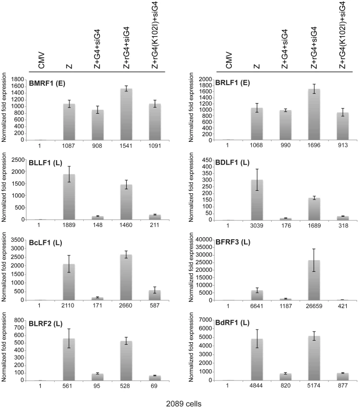 Expression of siG4-resistant BGLF4 restores synthesis of EBV late transcripts.