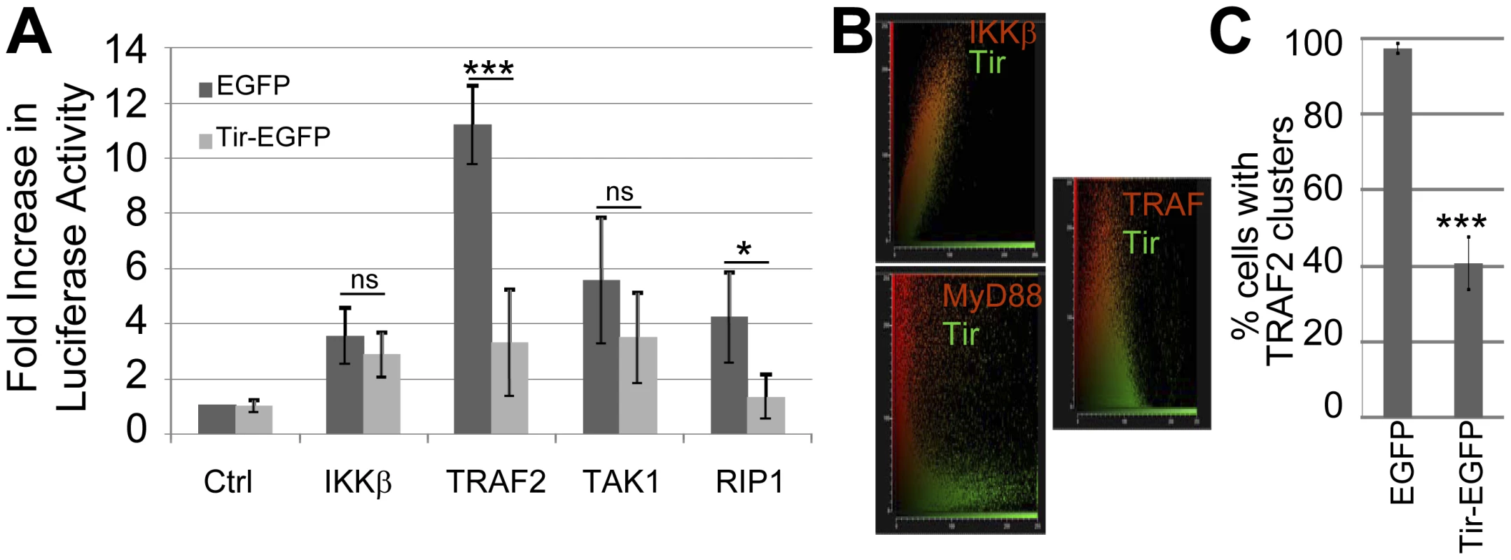 Tir inhibition of NF-κB activation is associated with Tir targeting TRAF proteins.