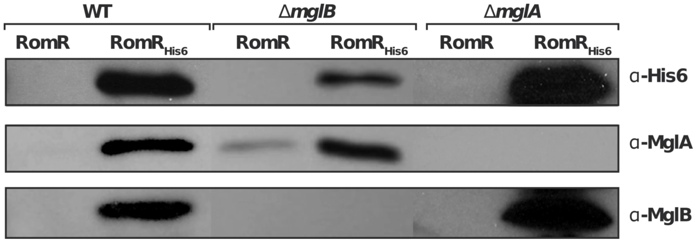 RomR interacts with both MglB and MglA independently.