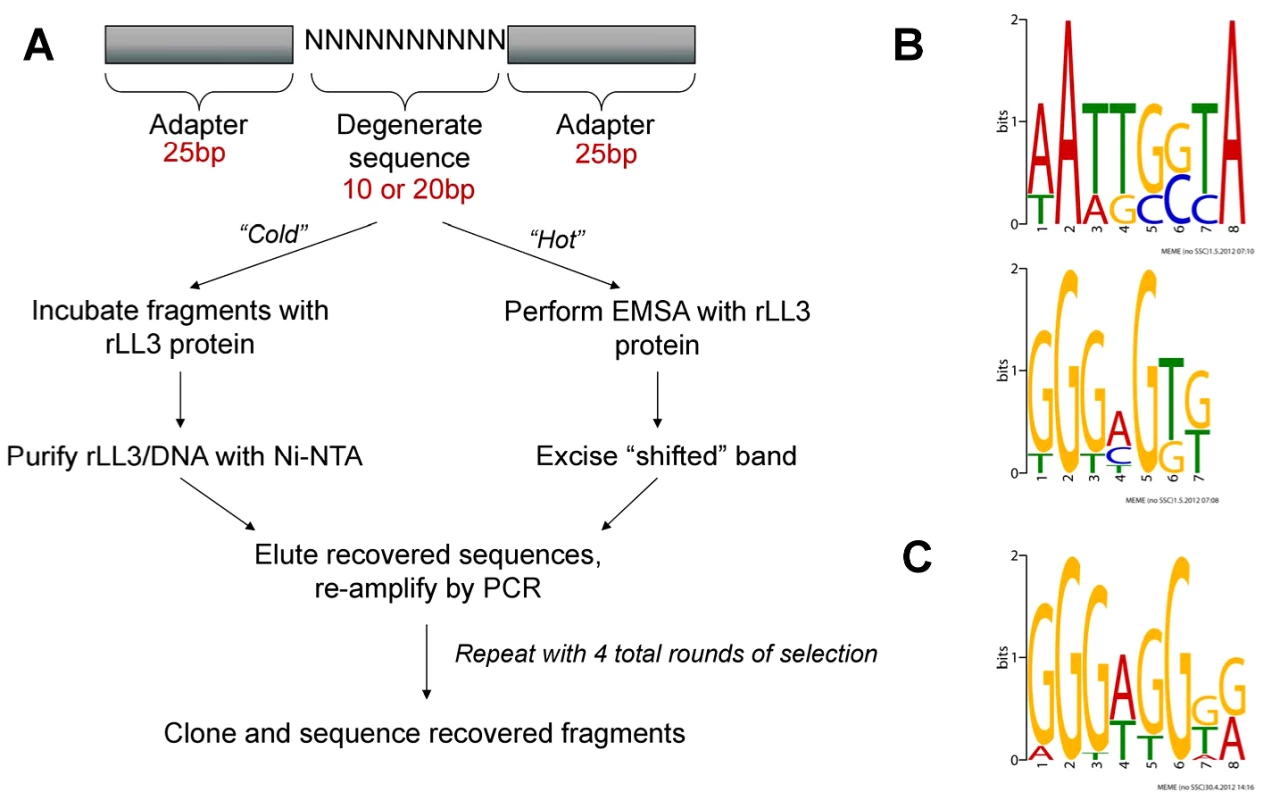 PCR-assisted DNA-binding site selection reveals consensus LL3 DNA-binding motifs.