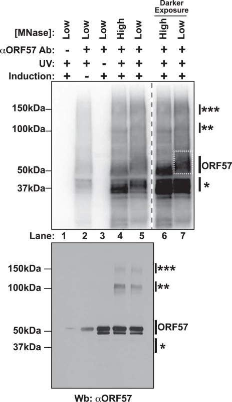 Isolation of cross-linked ORF57-RNA complexes for HITS-CLIP analysis.