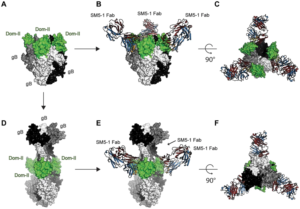 SM5-1 Fab is able to bind to both a prefusion and a postfusion model of entire trimeric HCMV gB.