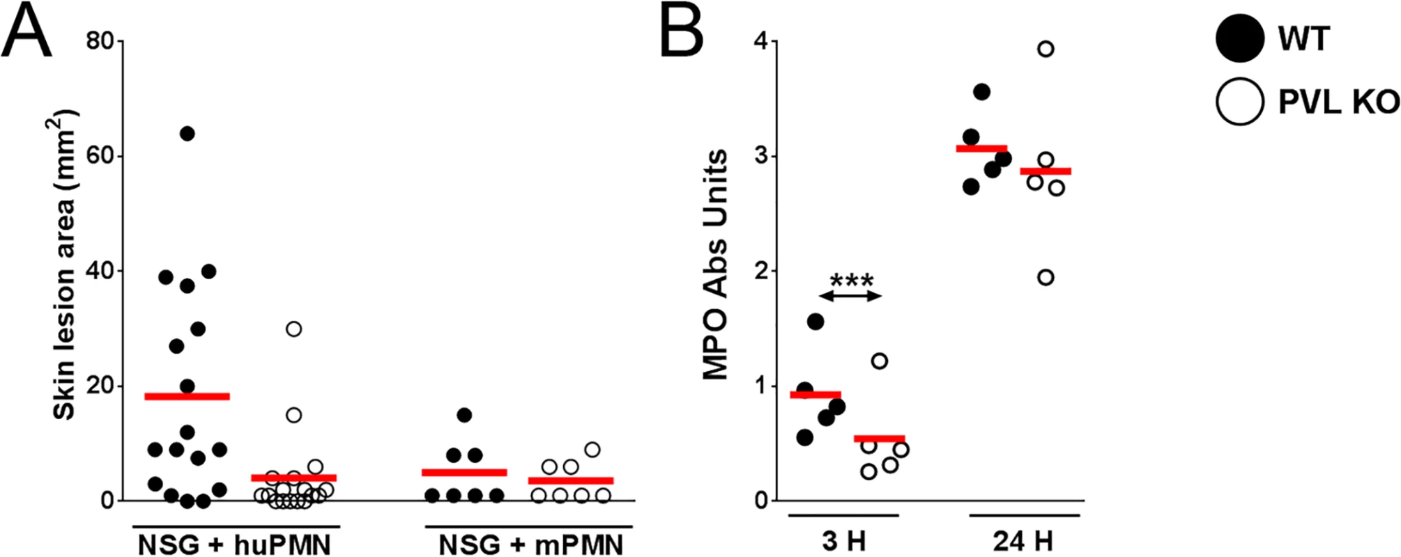 PVL contributes to dermonecrosis in NSG mice adoptively transferred with human PMN.