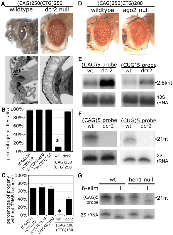 Toxicity and small RNA biogenesis of co-expressed CTG and CAG transcripts are dependent on <i>dcr2</i> and <i>ago2</i>.