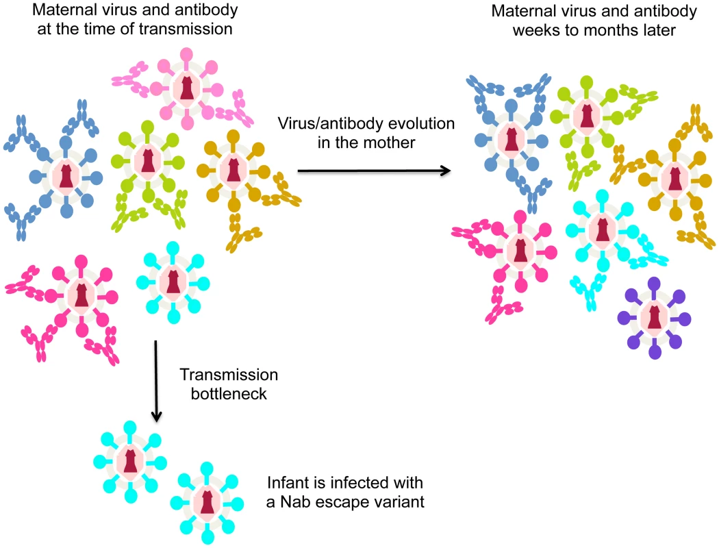 Schematic of virus escape from antibody in MTCT.