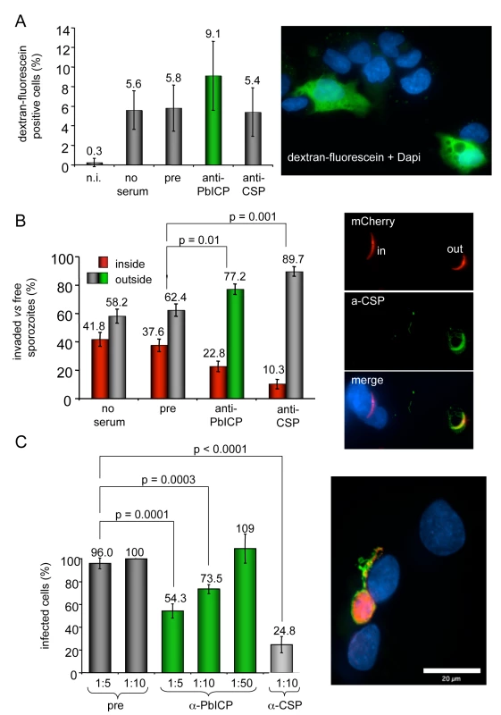 Antibody-mediated neutralization of PbICP reduces infectivity of sporozoites <i>in vitro</i> but does not inhibit cell traversal of sporozoites.