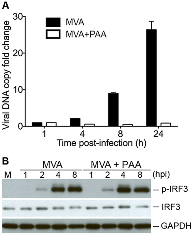 Viral DNA replication is not required for MVA-induced IRF3 phosphorylation.