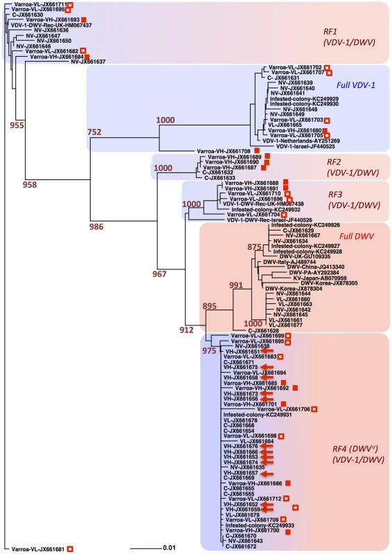 Phylogenetic analysis of the central region of DWV-like virus genome.