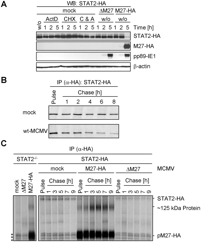 pM27 affects STAT2 protein levels.