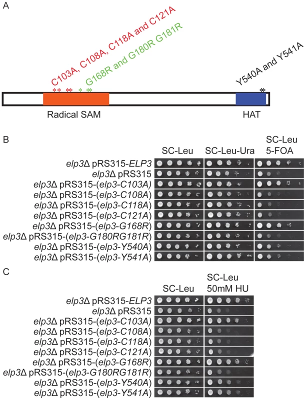 Strains carrying different <i>ELP3</i> mutant alleles show decreased telomeric gene silencing and increased HU sensitivity.