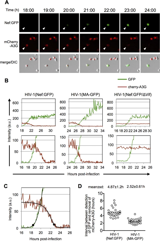 Dynamics of A3G down-regulation in individual HIV-1 infected cells.