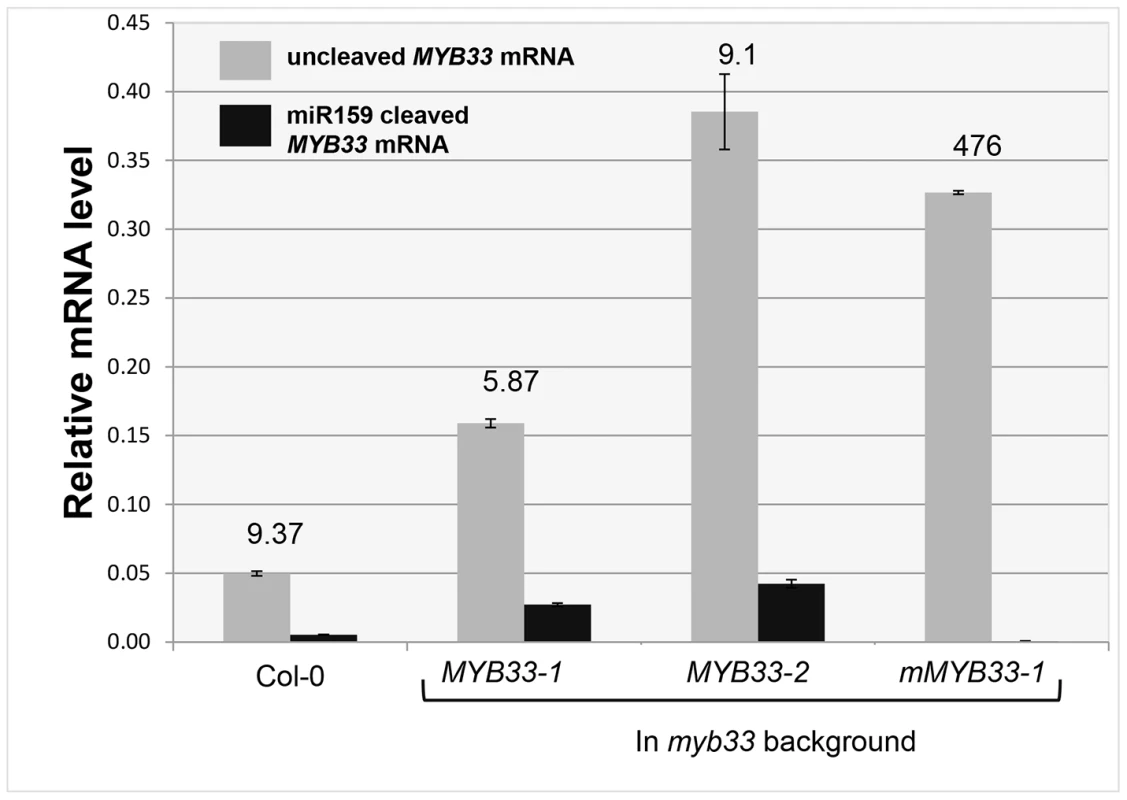 Quantitative comparison of un-cleaved <i>MYB33</i> mRNA and miR159-guided 3′-end <i>MYB33</i> cleavage products in <i>MYB33</i> and <i>mMYB33</i> plants.