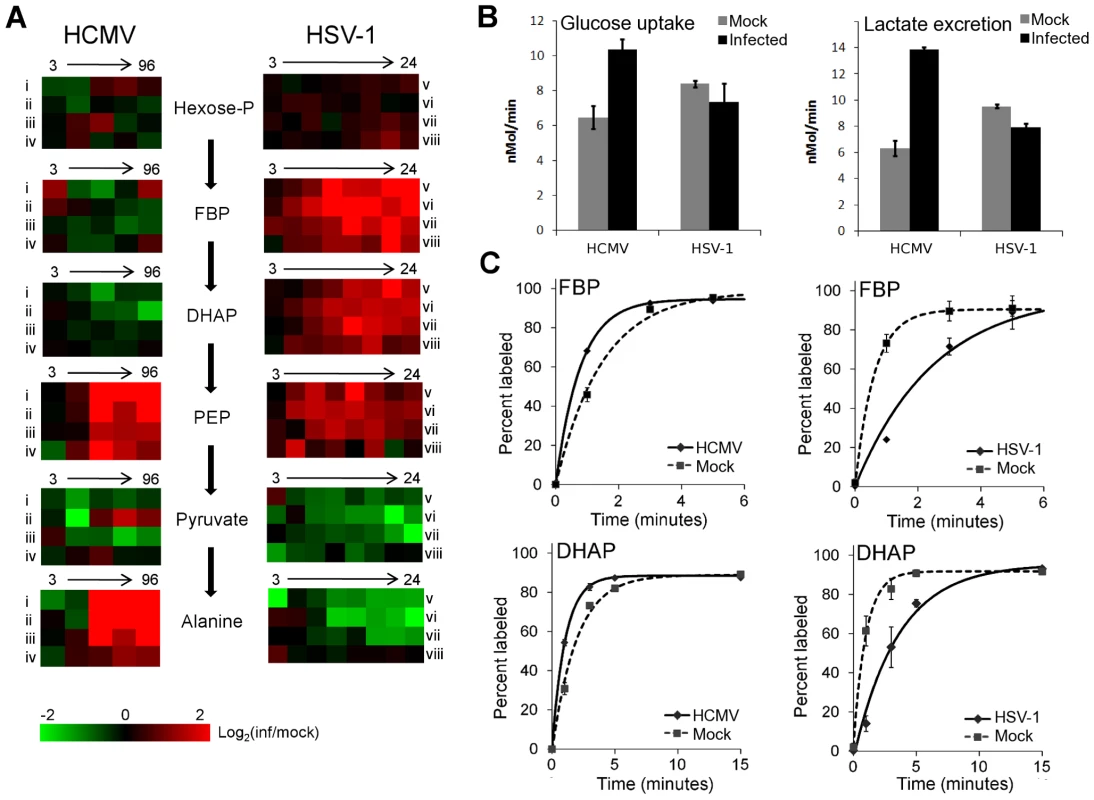 Perturbation of glycolysis by HCMV and HSV-1.