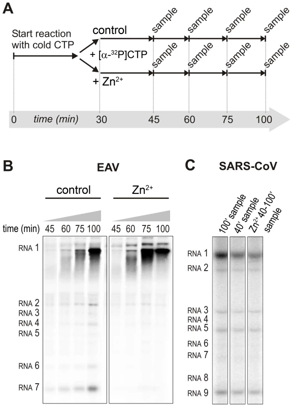 Effect of Zn<sup>2+</sup> on initiation and elongation in <i>in vitro</i> assays with isolated EAV and SARS-CoV RTCs.