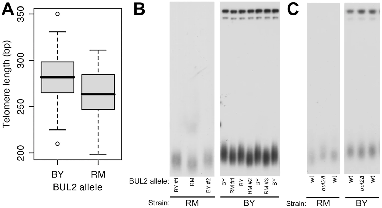 The BUL2 polymorphism is responsible for segregant telomere length phenotypes.