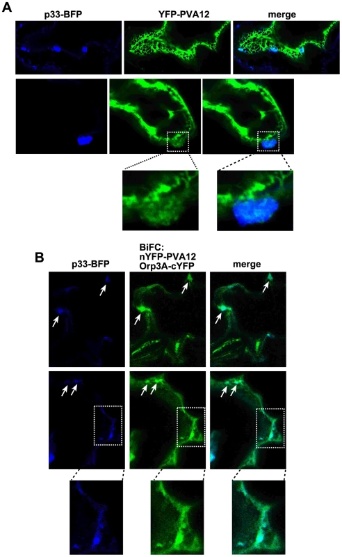 The tombusvirus p33 replication protein co-localizes with AtOrp3A and AtPVA12 proteins in <i>Nicotiana benthamiana</i>.