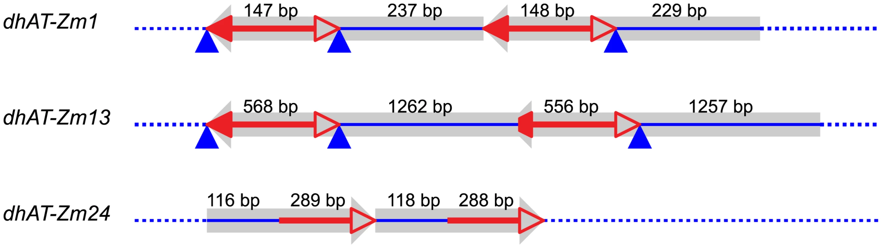 Tandem direct duplications in maize generated by Reversed-Ends Transposition.