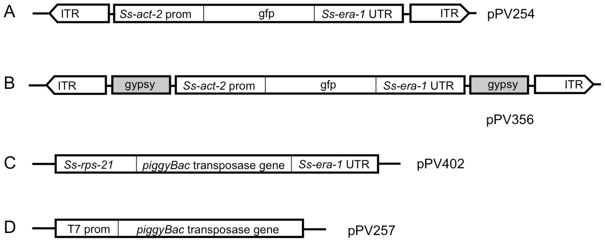 Vector constructs used to establish stable transgenic lines of <i>Strongyloides ratti</i> incorporate elements of the <i>piggyBac</i> transposon system.